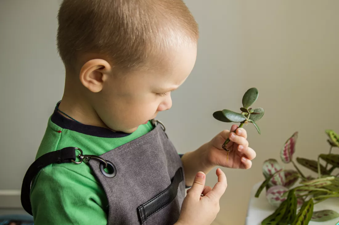boy-apron-holds-sprout-his-hand-looks-it